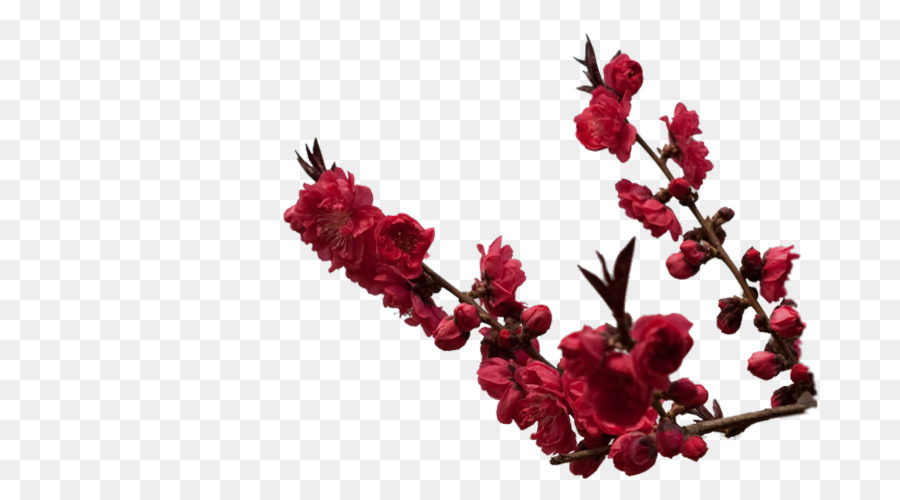 Twig pianta a Fioritura delle Piante - alberi in fiore