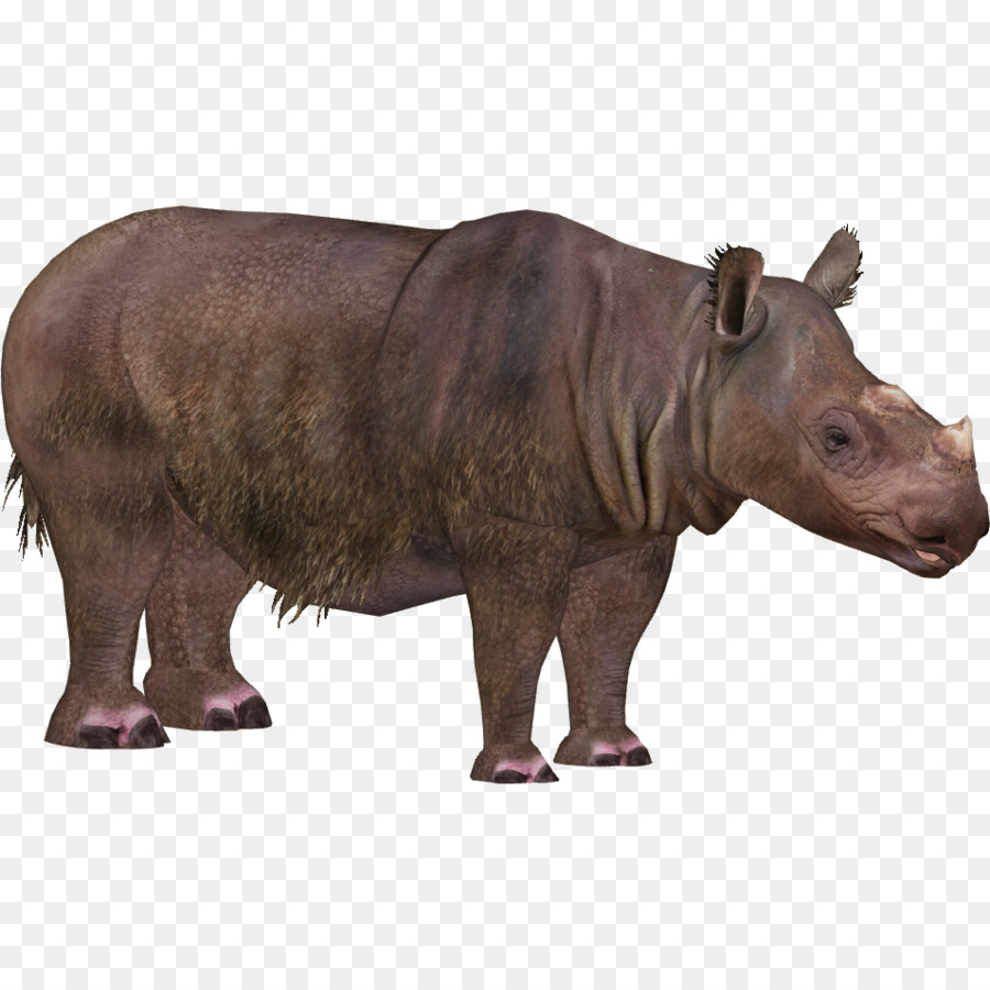 Nord-Sumatra-Nashorn, Kaziranga National Park, Indian rhinoceros - fantastische Tiere png Nashorn