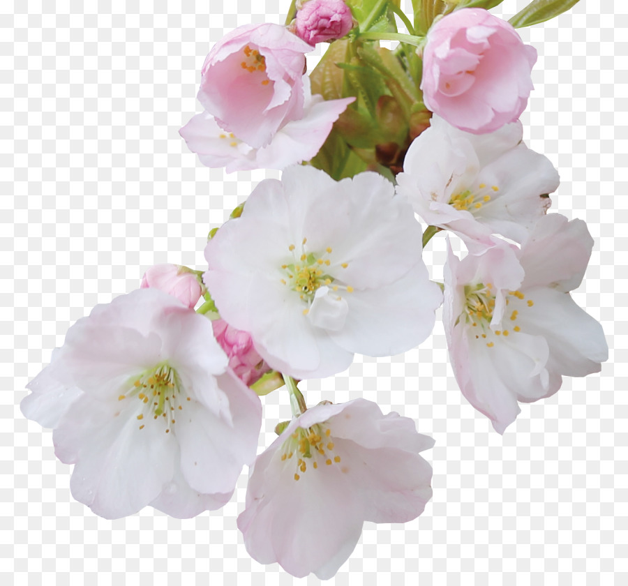Cherry blossom Cerasus ai Petali di Fiori - fiore di ciliegio