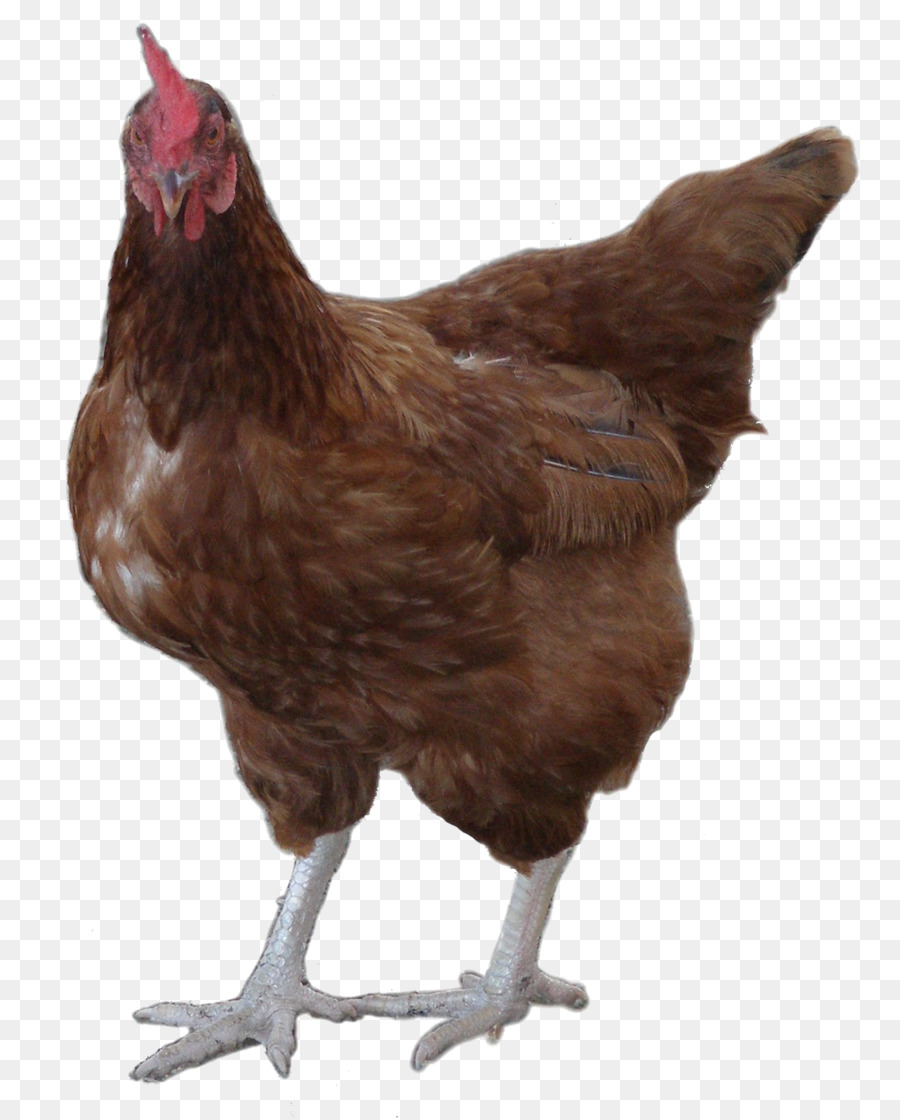 Rooster Leghorn gà khu vực gà Plymouth Rock gà Legbar - rooster biểu tượng