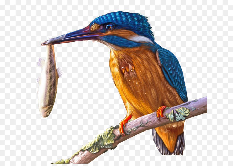 Pied kingfisher Portable Network Graphics Bird-Bild - Vogel