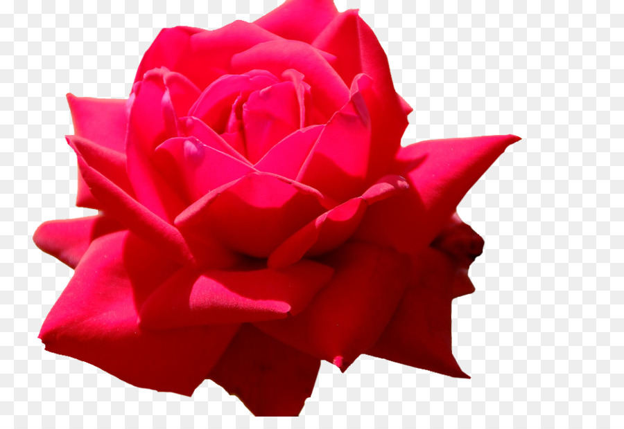 Le rose da giardino di Cavolo rosa Floribunda di Petali di fiori recisi - sfondo di rose