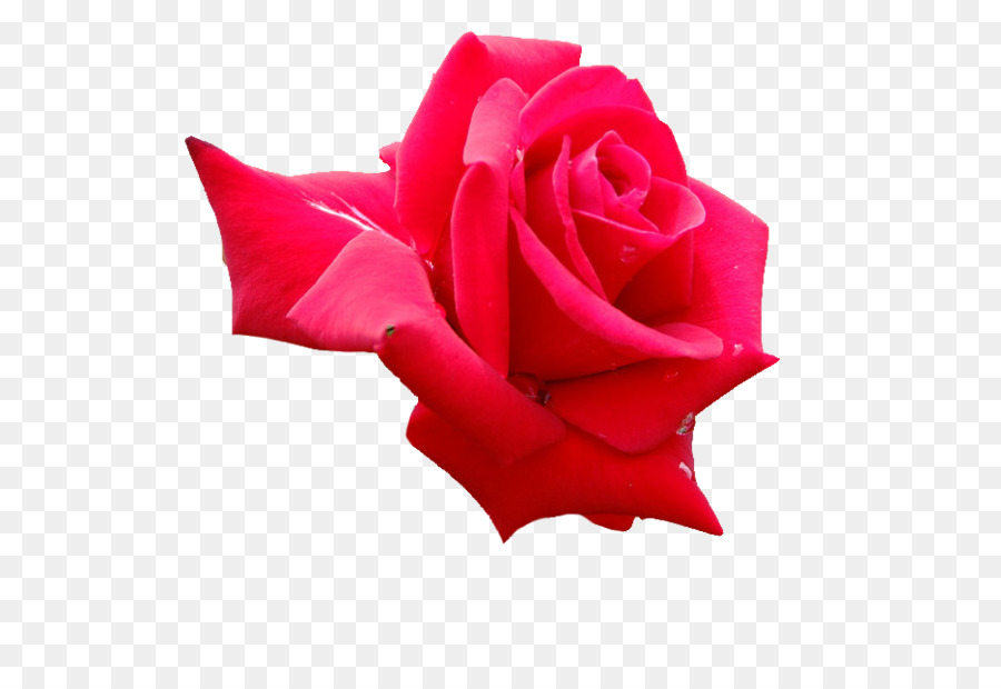 Hoa hồng trong vườn hoa đã Cắt Cánh - nền roses