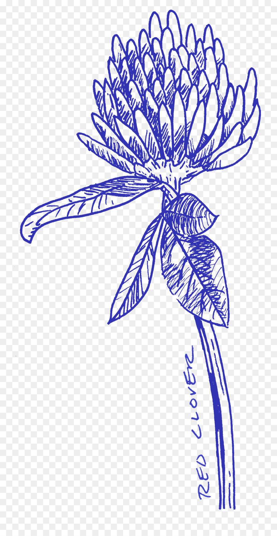 Floral-design-Mehrjährige Kollektiven Schnittblumen Blatt - Boden morning glory blau