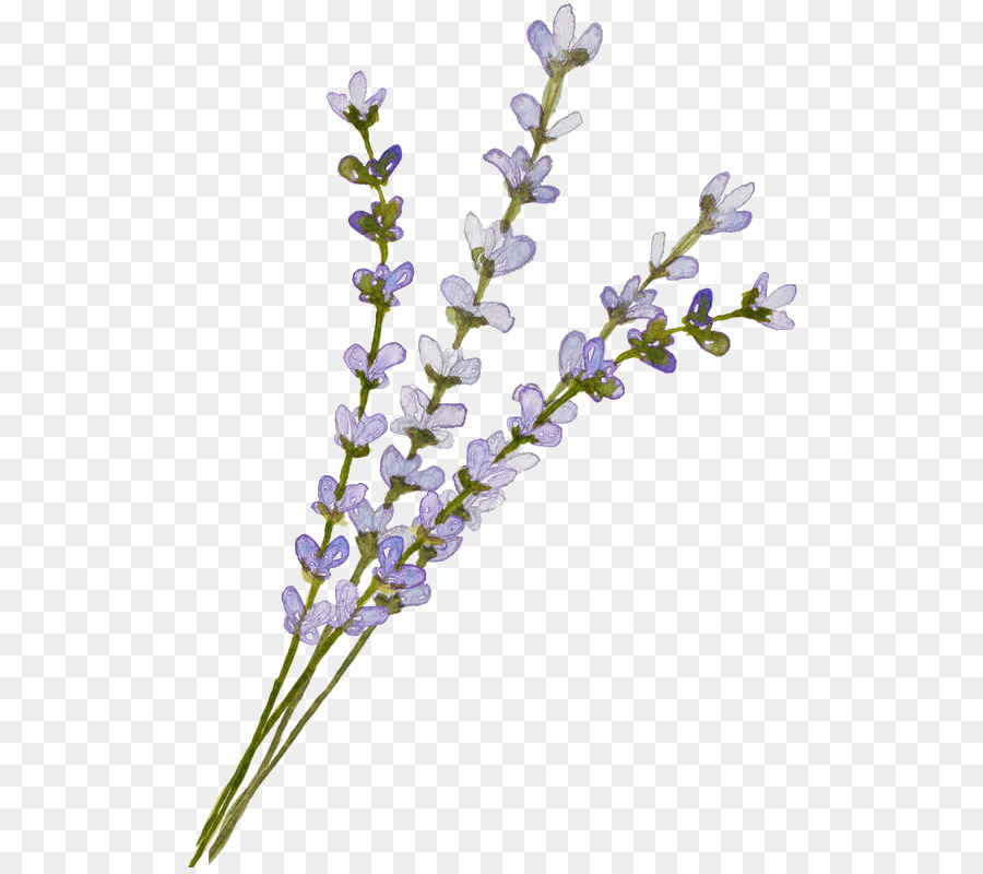 Flowers Clipart Background png download - 624*794 - Free Transparent  English Lavender png Download. - CleanPNG / KissPNG