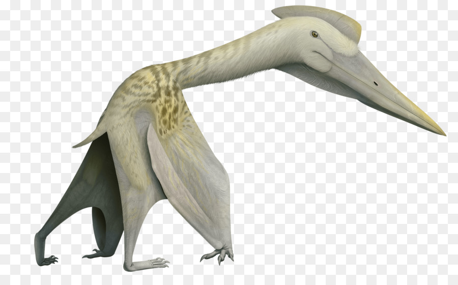 Quetzalcoatlus Volgadraco Phosphatodraco Pterosauri Mythunga - Dinosauro