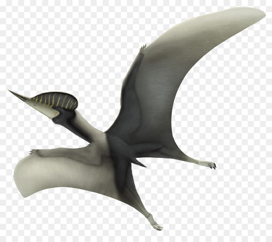 Noripterus Dsungaripterus Lianmuqin Hình Thành Từ Kỷ - loài thằn lằn bay banner