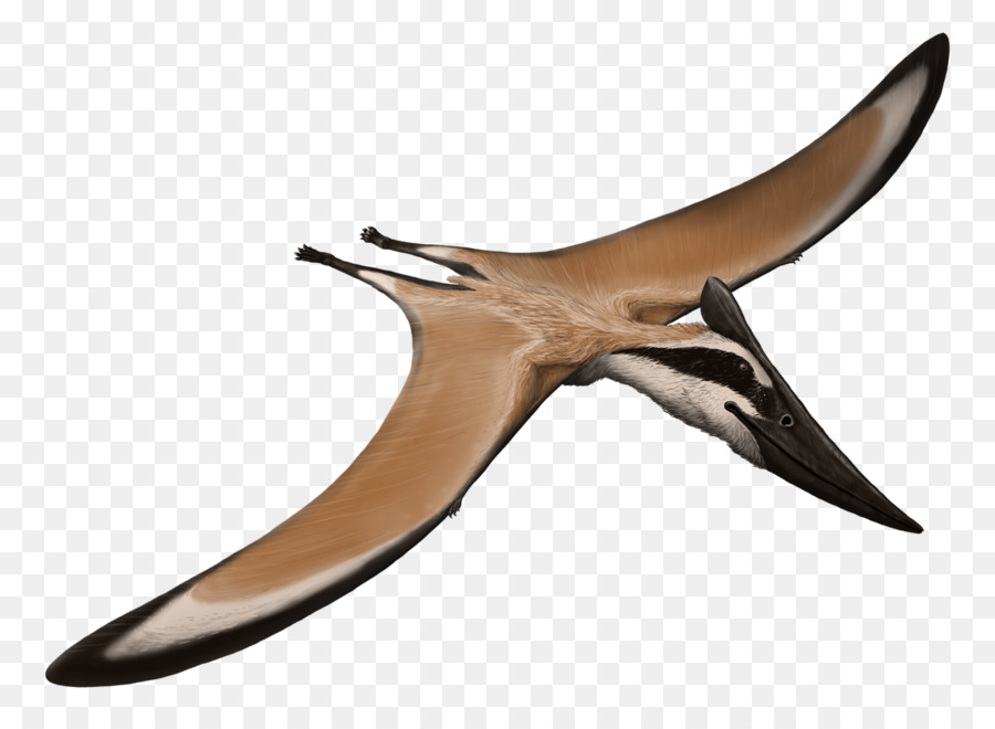 Pteranodonte Pterodactyloidea Nyctosauridae Aerotitan Alamodactylus - pterosauri streamer