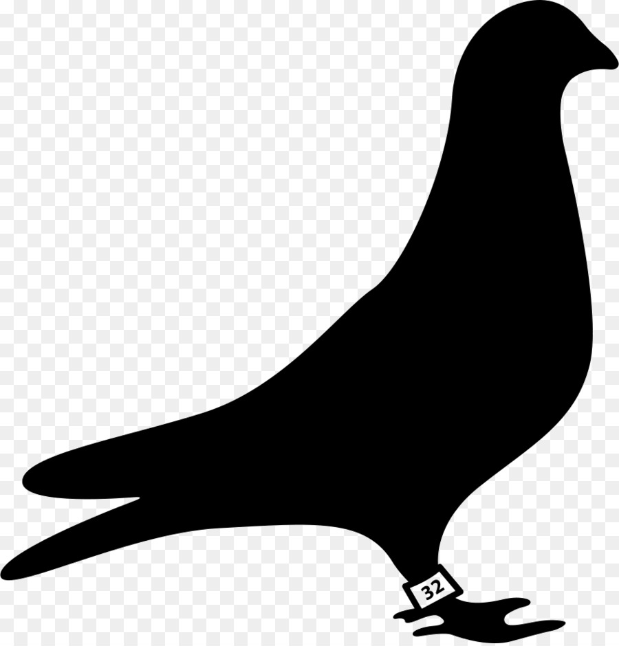 Chim bồ câu và chim bồ câu Dẫn đường chim bồ câu đồ họa Véc tơ Chim Bồ câu đua xe - con chim