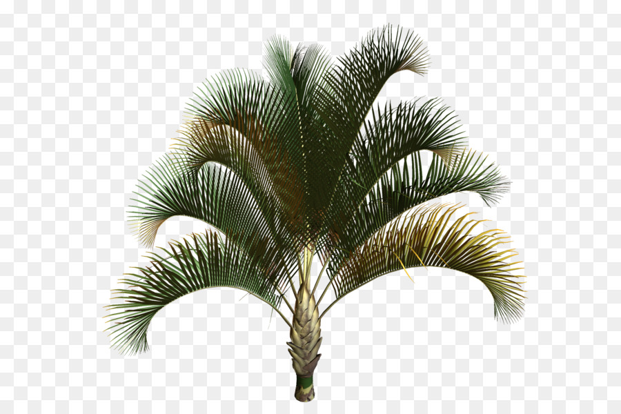 Asiatico palmyra palma di Babassu Palma da Cocco, alberi di palma da dattero - Cocco