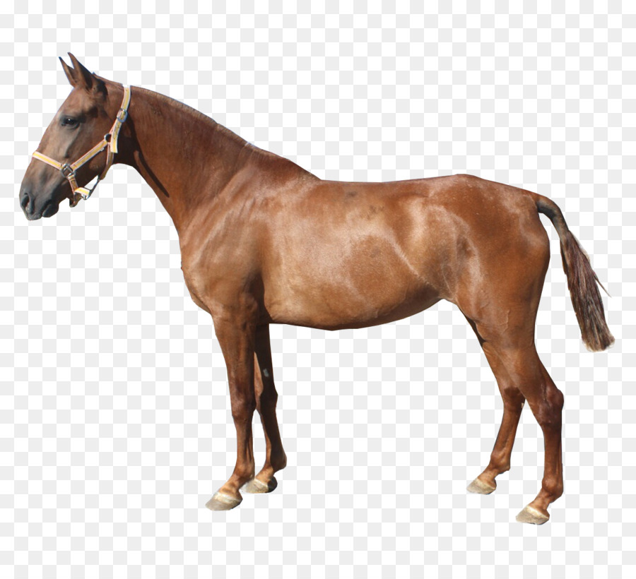 Mare Đức ngựa Mustang Stallion - Con ngựa
