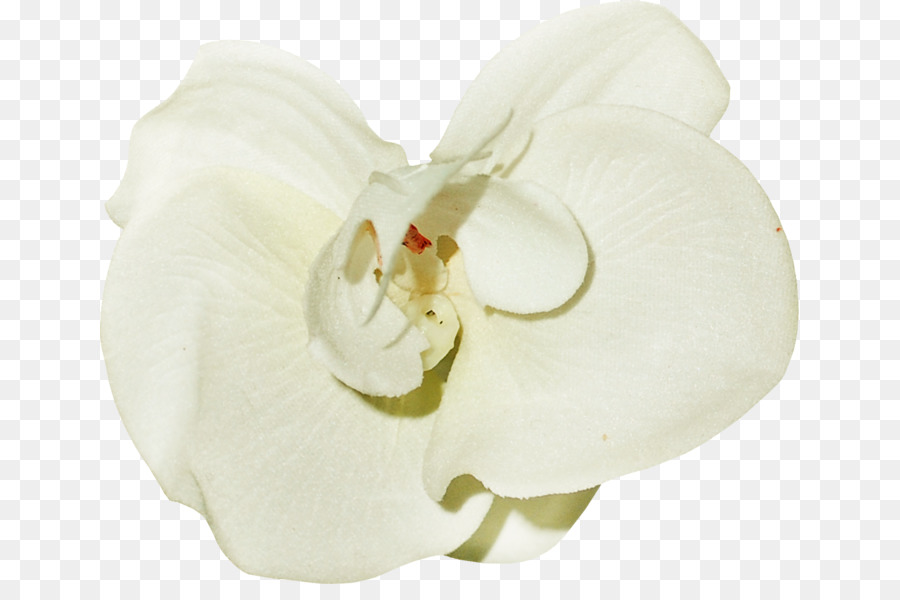 Falena orchidee Bianche Portable Network Graphics Immagine - orchidea segno