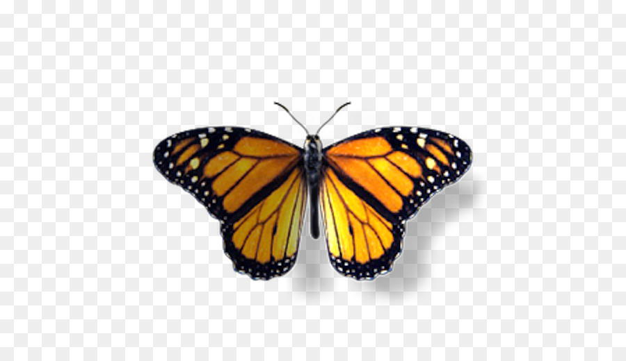Farfalla monarca Pieridae Falena Disegno - farfalla