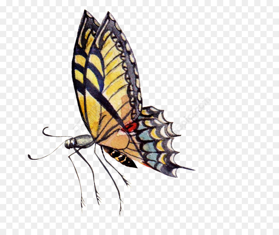 Farfalla monarca pittura ad Acquerello Immagine Borboleta - farfalla sfondo trasparente