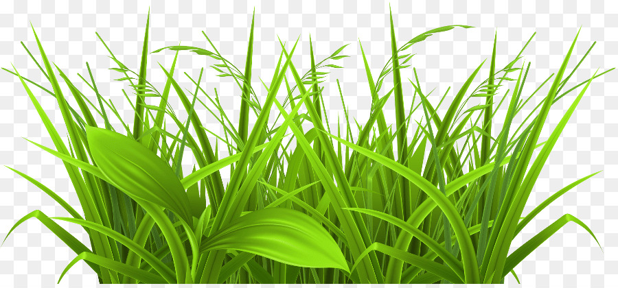 Grass Cartoon png download - 900*414 - Free Transparent Grasses png  Download. - CleanPNG / KissPNG