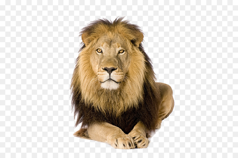 Leone Felidae fotografia di Stock Royalty-free Image - leone