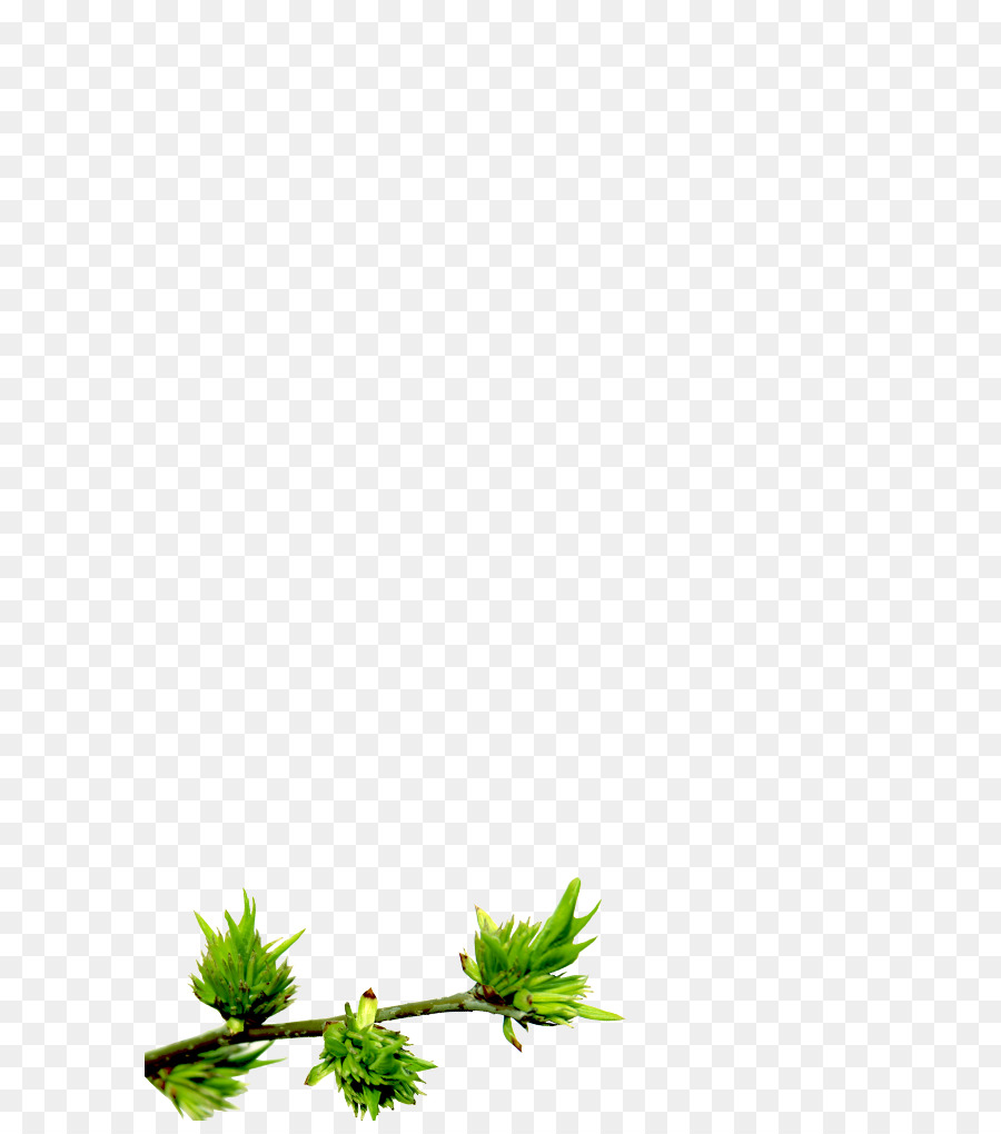 Thực vật gốc Hoa Lá Dòng Cây - 