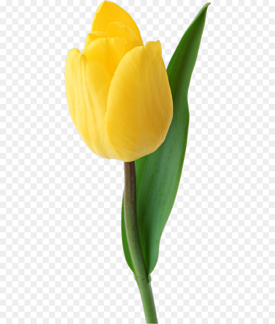 Tulipano Giallo, fiori recisi, Petalo - Tulipano