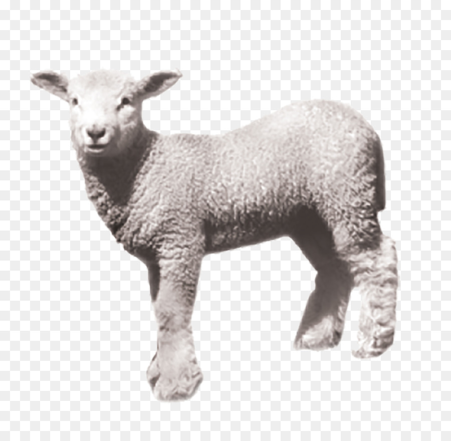 Pecore Umidificatore Prodotto di elettrodomestici, Shopping - pecore