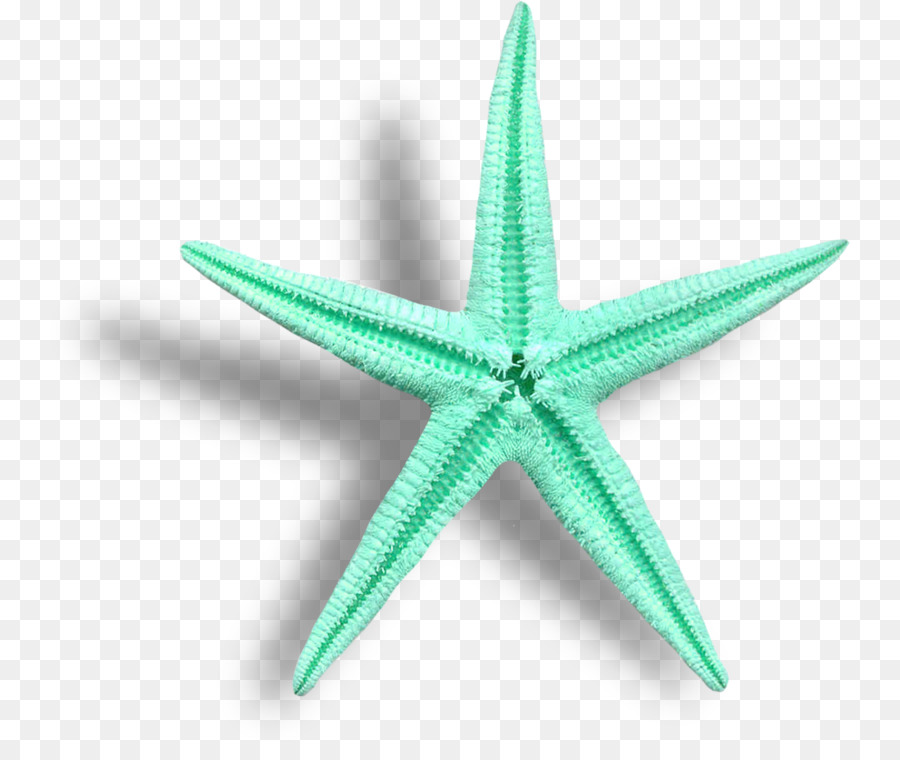 La corona di spine stelle marine Clip art Immagine del Mare - stella marina