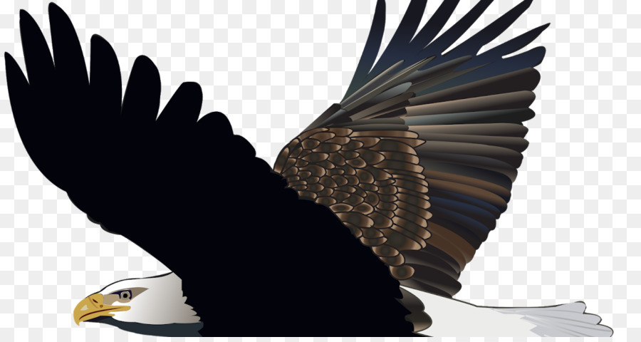Đại bàng đầu hói con Chim Di động Mạng Ảnh đồ Họa - chim ưng
