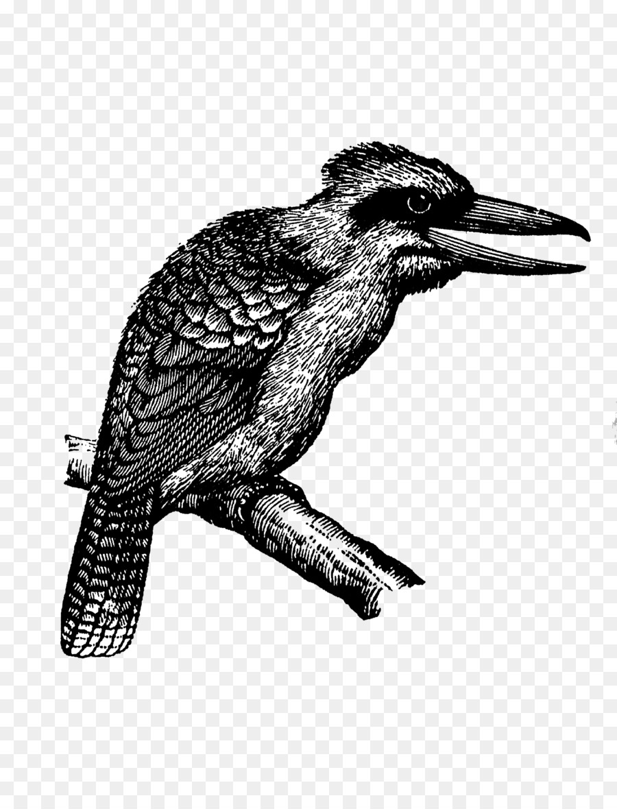 Ridere kookaburra-Blu alato kookaburra Uccelli martin Pescatore Americano corvo - uccello