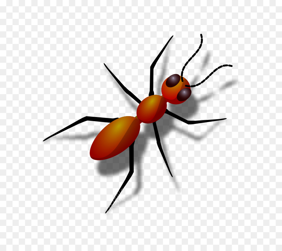 Insetto Rosso importato formiche del fuoco Nero falegname ant Termite Ant colony - insetto