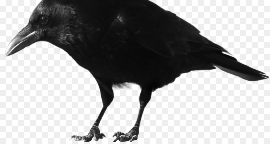 American corvo Torre Portable Network Graphics corvo imperiale - corvo
