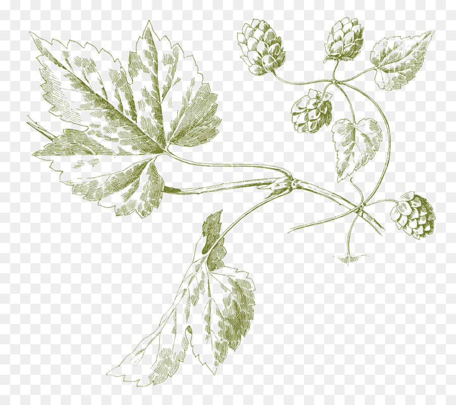 Luppolo illustrazione Botanica Birra Ale - Birra