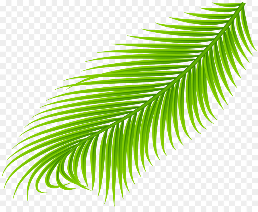 Palm chi nhánh cây Cọ đồ Họa Mạng Di động hình Ảnh - lá