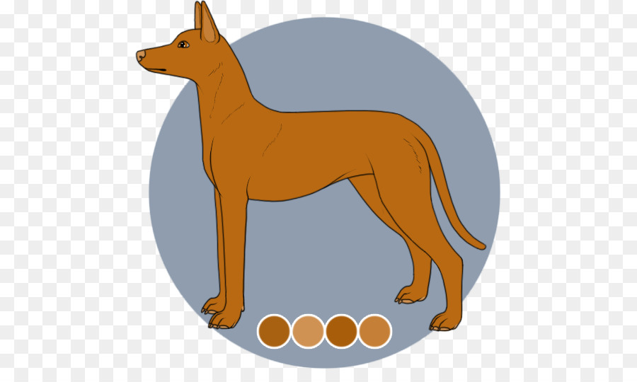 Giống chó Đỏ fox Dingo Dhole - Con chó