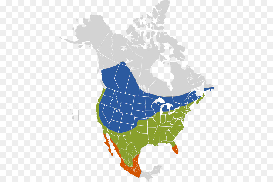 Molothrus ater di Covata parassita Orientale phoebe Stati Uniti d'America - uccello