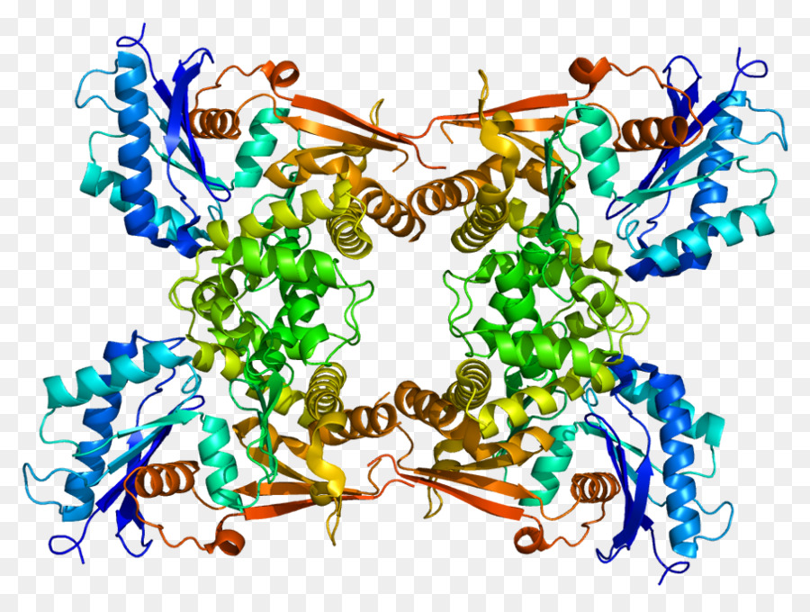 N-acetil-D-glucosamina chinasi N-acetilglucosamina chinasi della chinasi di Proteina - atp modello
