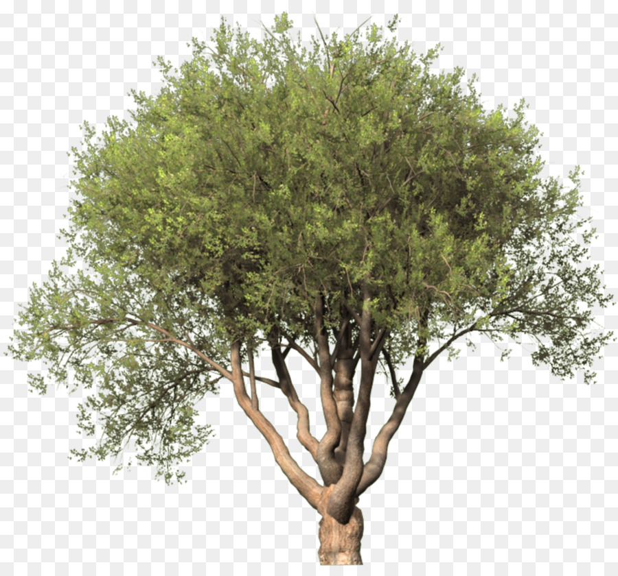 Portable Network Graphics Clip art Immagine dell'Albero Illustrazione - albero