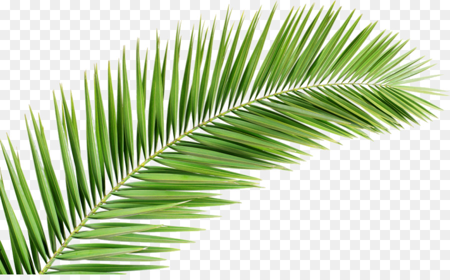 Cartoon Palm Tree png download - 980*598 - Free Transparent Palm Trees png  Download. - CleanPNG / KissPNG