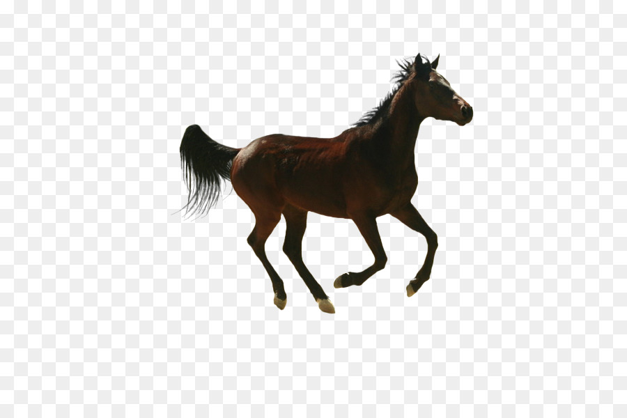 con ngựa Động, thiết Kế đồ Họa - 