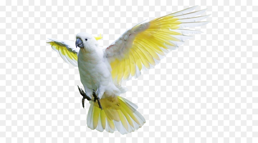 Rock Taube Wellensittich Wellensittich Sulphur-crested cockatoo - Vogel