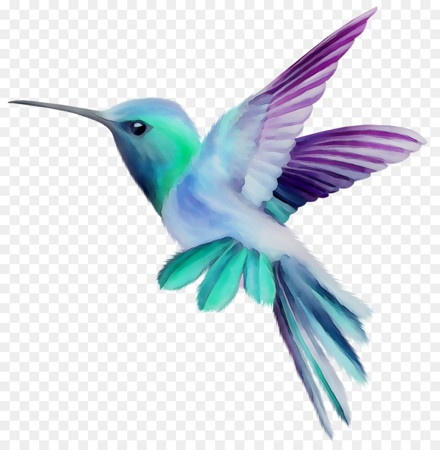 Bird Cartoon png download - 1621*1633 - Free Transparent Hummingbird png  Download. - CleanPNG / KissPNG
