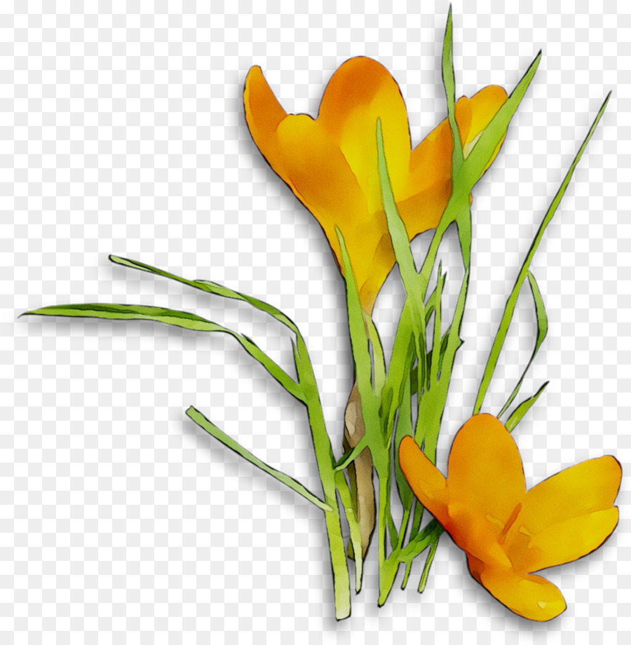 Crocus fantasia Floreale fiori recisi staminali Vegetali - 