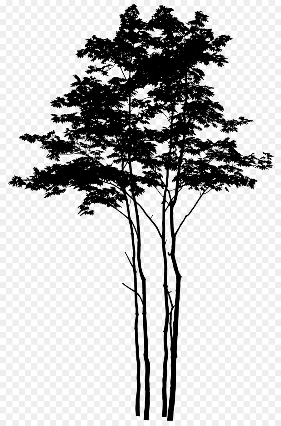 Pine Tree Silhouette.