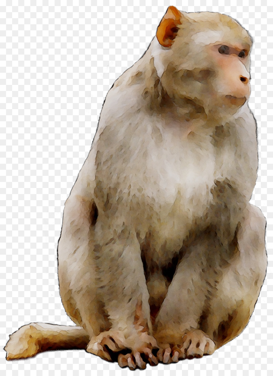 Macaco Oroscopo astrologia Cinese Anno Scimmia - 