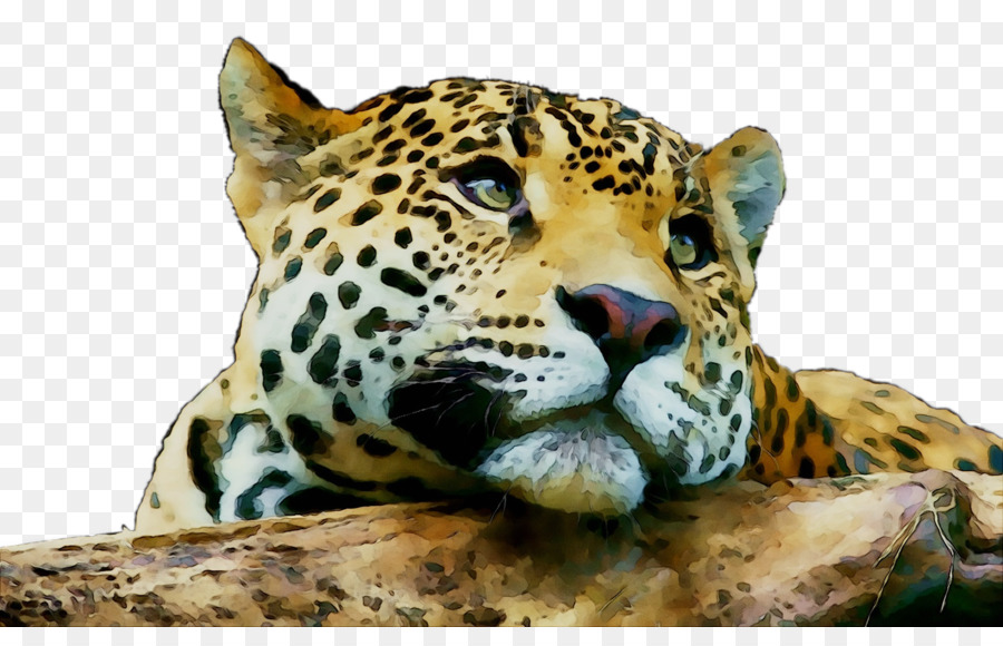 Jaguar Leopardo Gatto Tigre, Leone - 