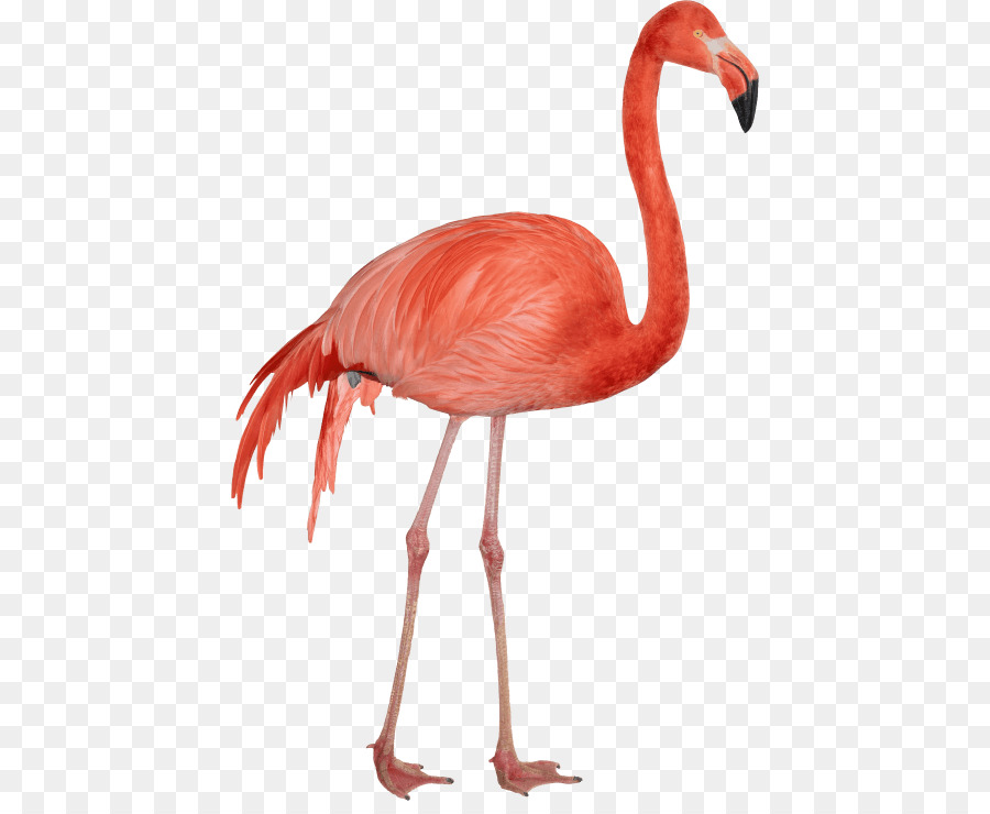 Đồ Họa Mạng di động hình Ảnh Flamingo minh Bạch - Chim hồng hạc