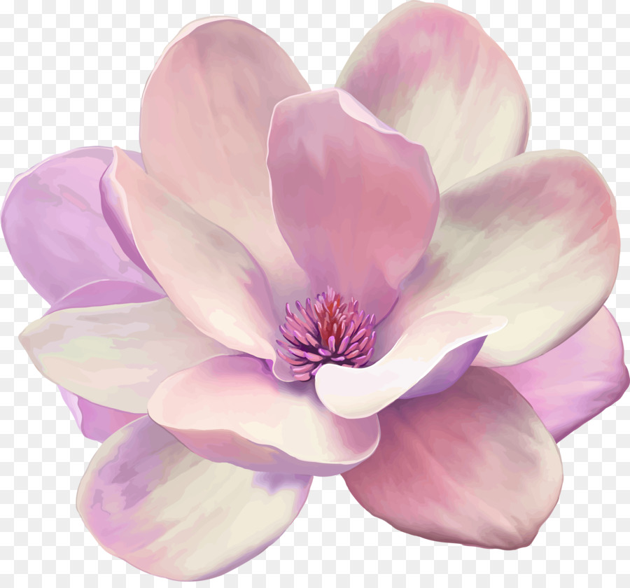Pittura a olio di Magnolia Tela stampa grafica Vettoriale - pittura
