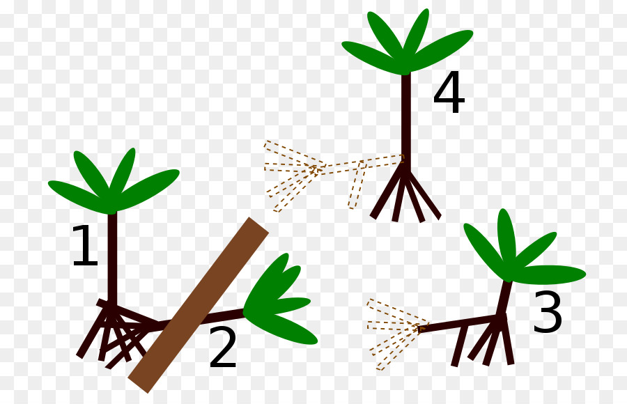 Socratea exorrhiza Palme Immagine radice Zelkova giapponese - il nuovo albero del mondo