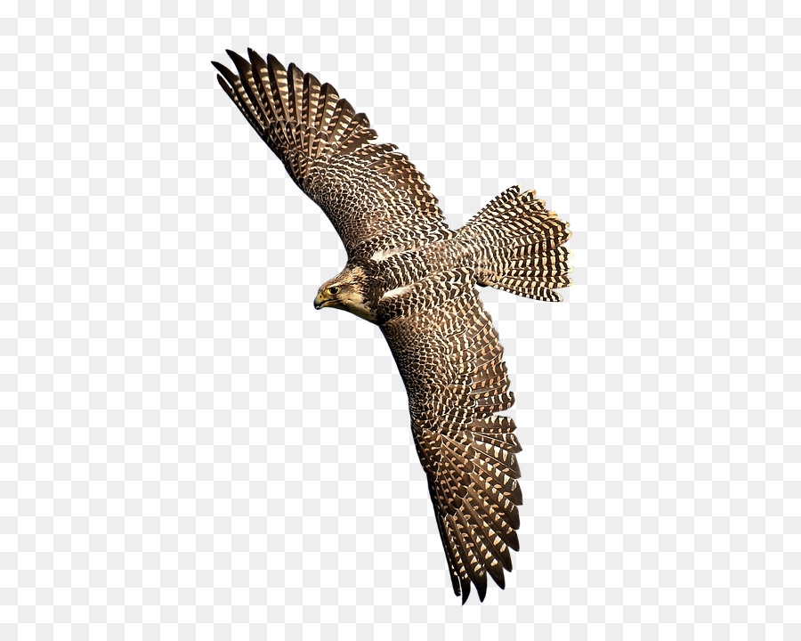 Bird of prey Falcon Falke Adler - Vogel