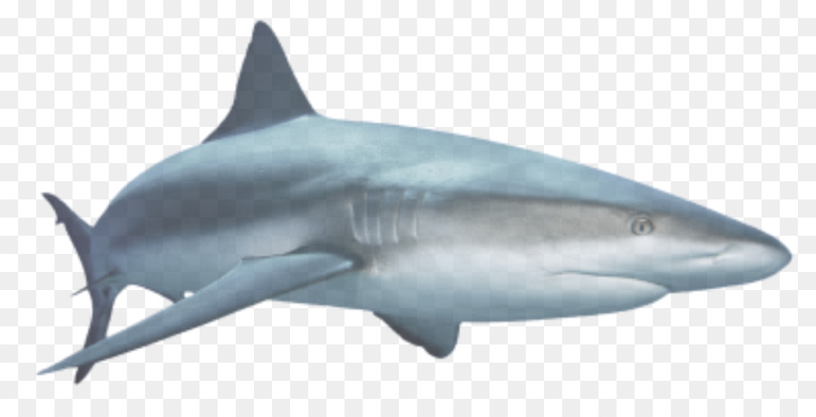 Great White Shark Background
