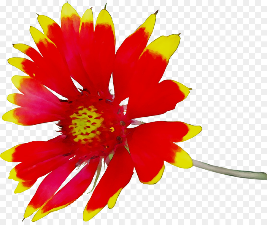 Crisantemo Giallo, fiori recisi, piante Annuali - 