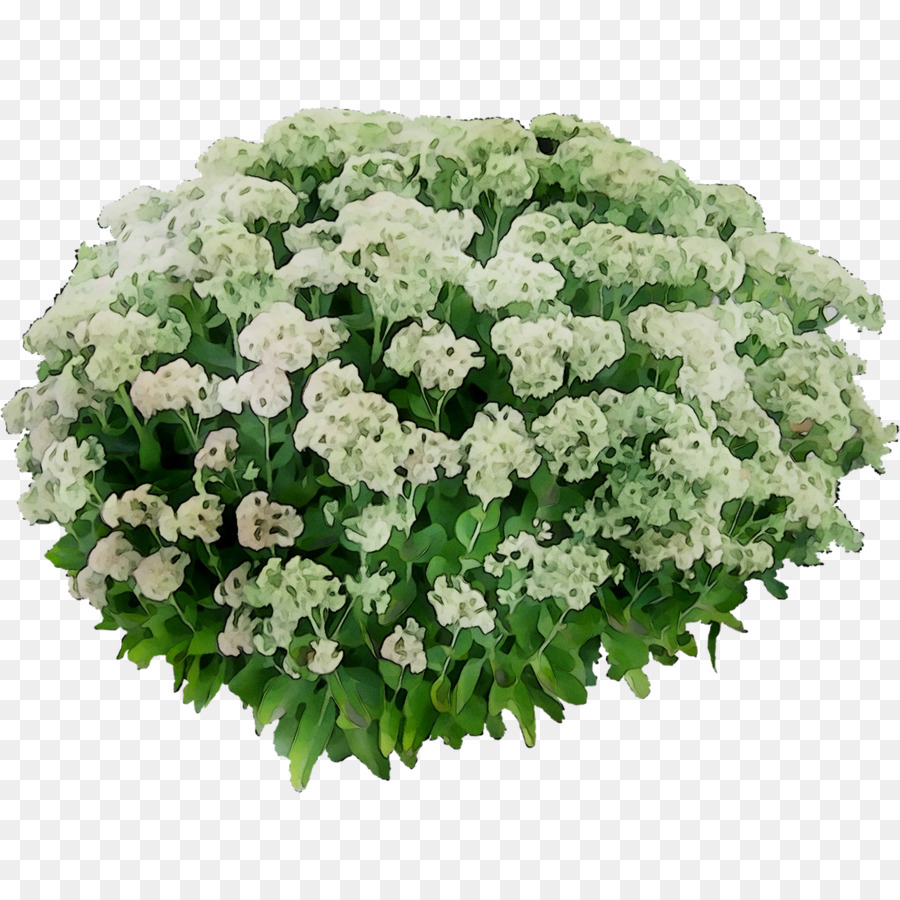 Hydrangea Floreale fiori recisi Dolce bertolonii - 