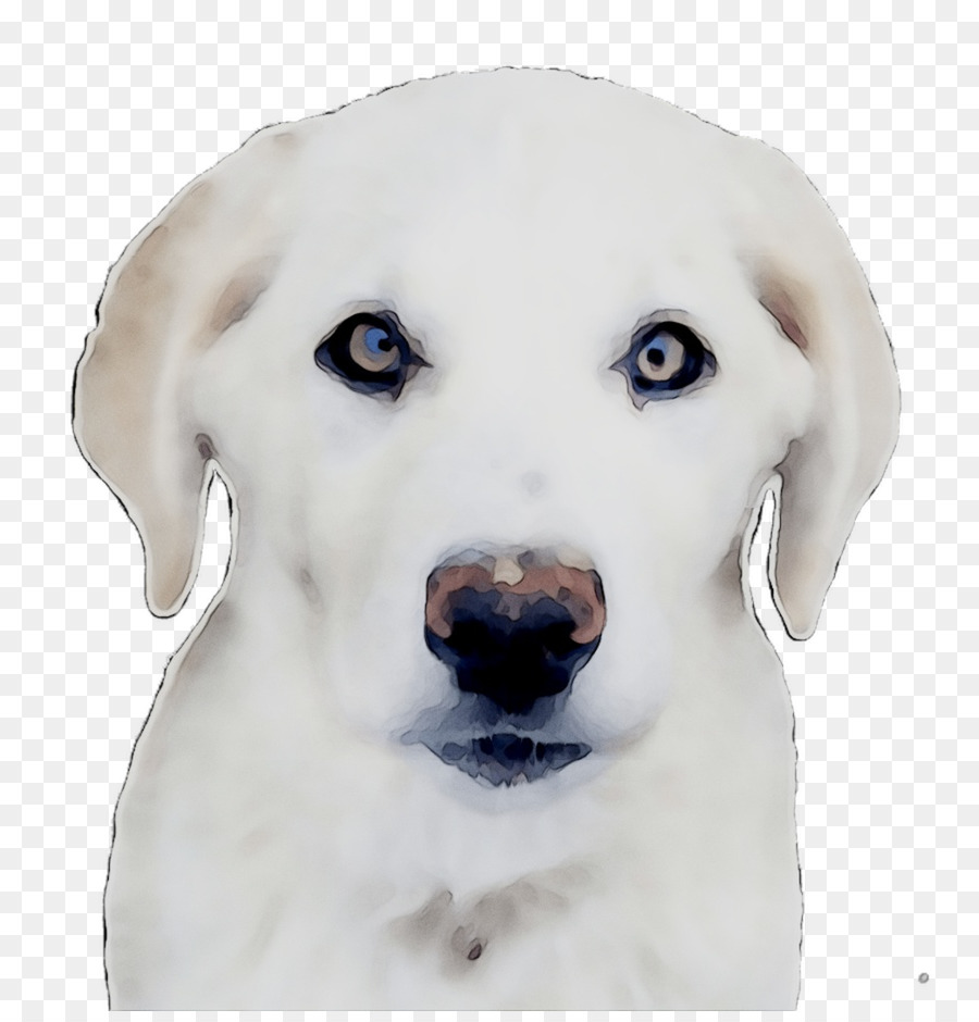 Labrador Akbash Con Chó giống con chó Đồng - 